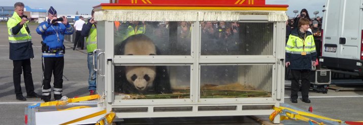 Panda-s-2_wide_1 – Copy