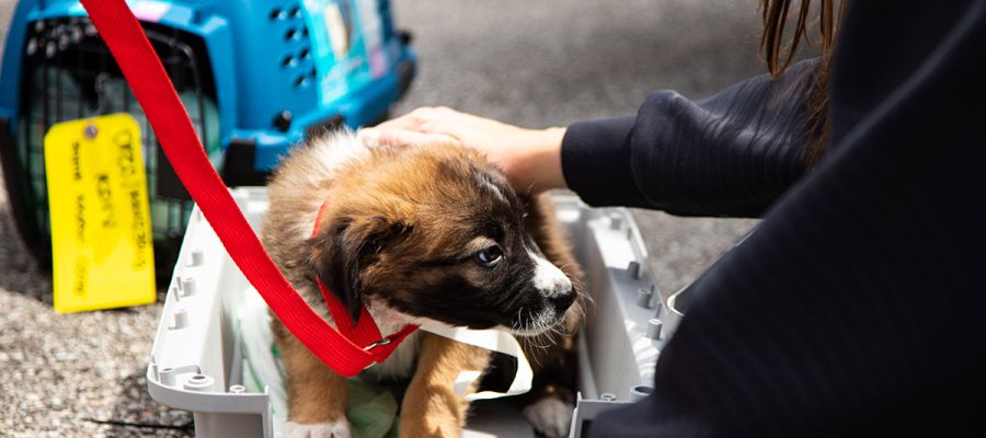 PetTransportResources1